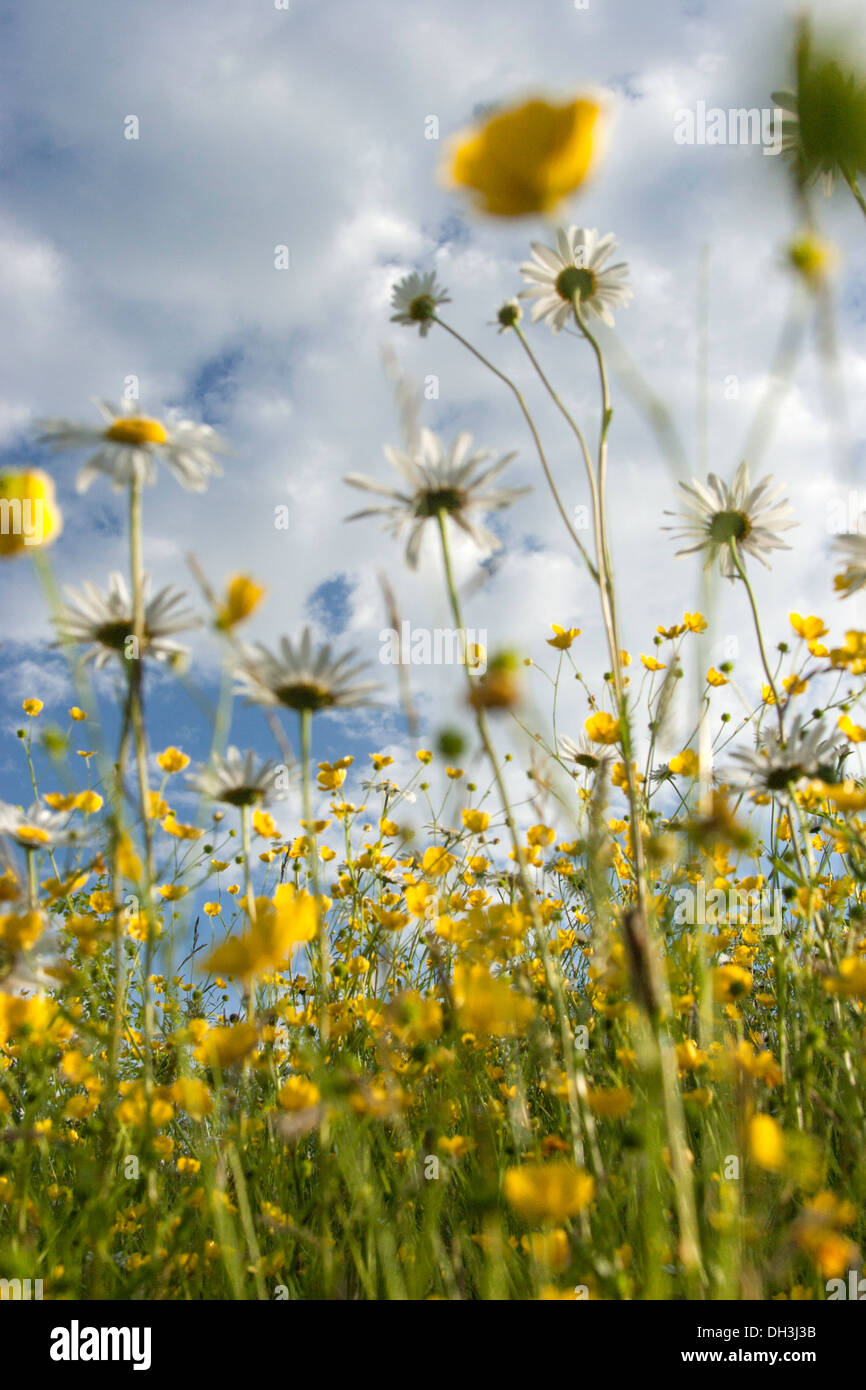 Buttercups and Oxeye Daisies in a wildflower meadow, Worcestershire, England, UK Stock Photo