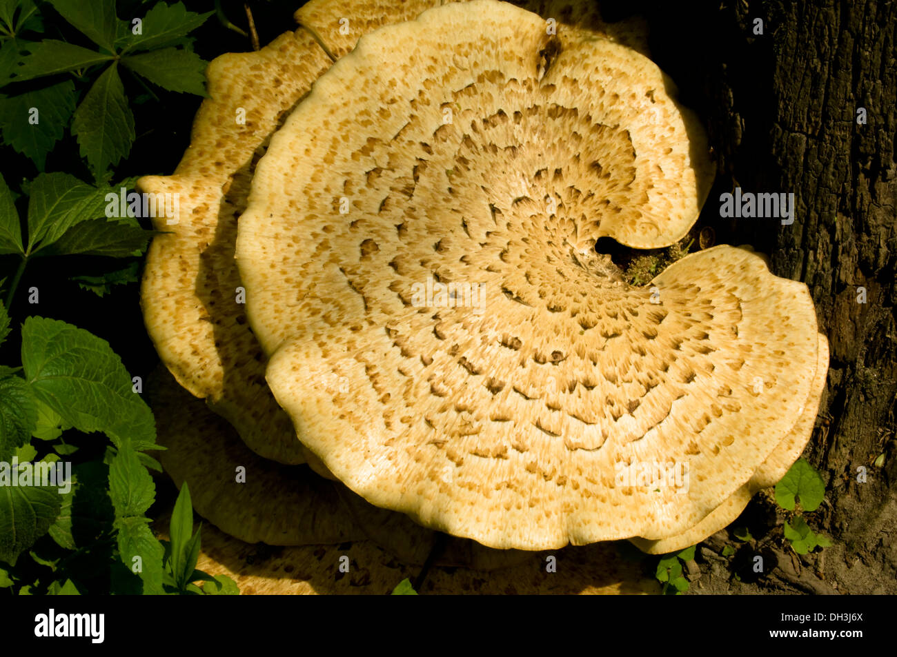Close-up of tree fungi growing on a dead tree stump. Stock Photo