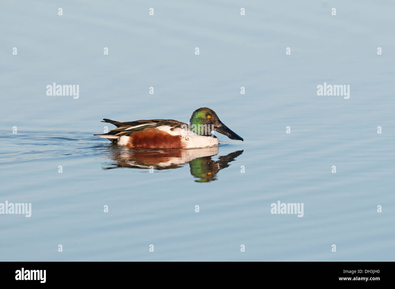 Shoveler duck (Anas clypeata) male on water. Stock Photo