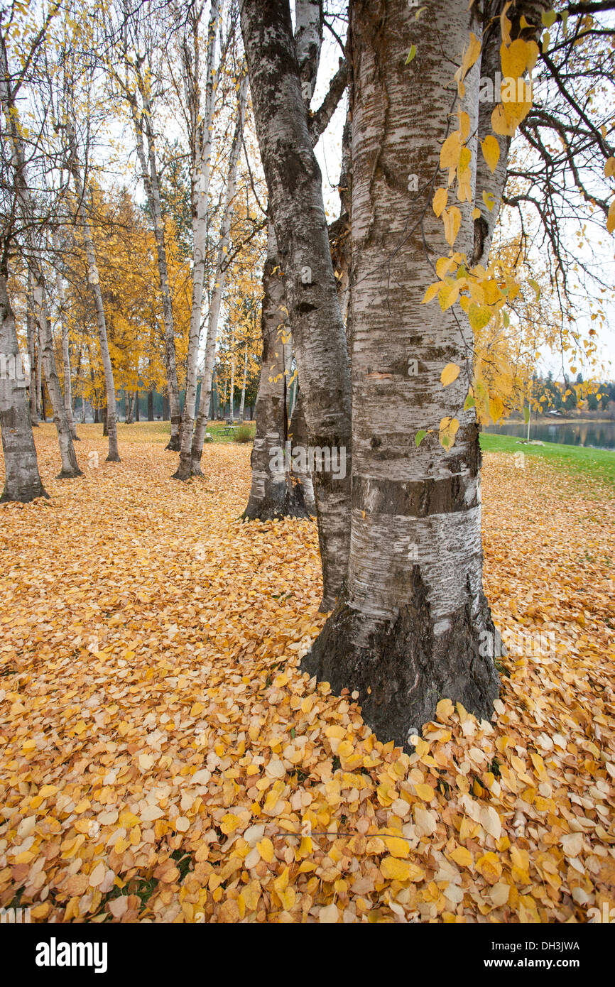 Tree trunks and leaves Stock Photo - Alamy
