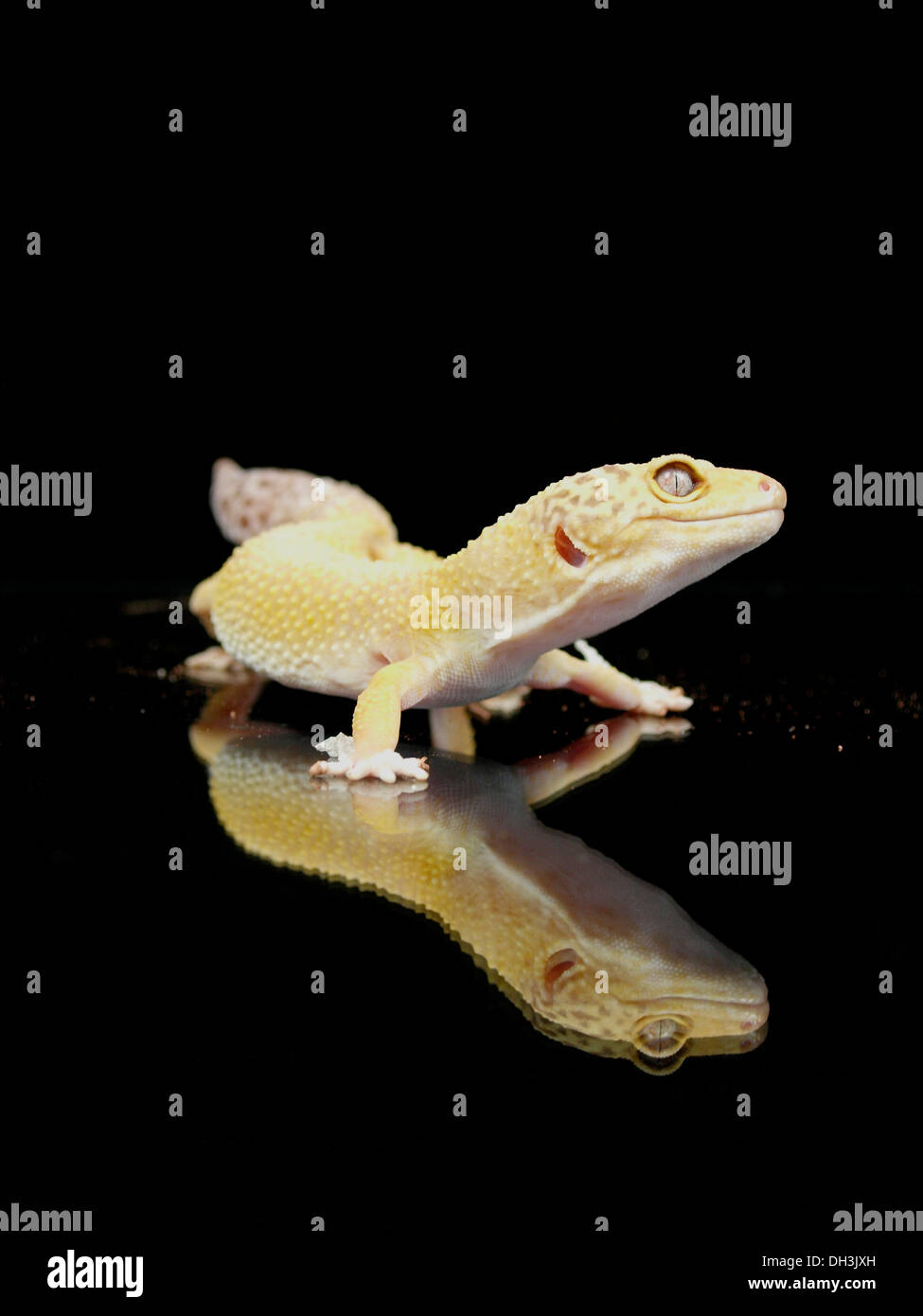 Leopard gecko, Eublepharis macularius Stock Photo
