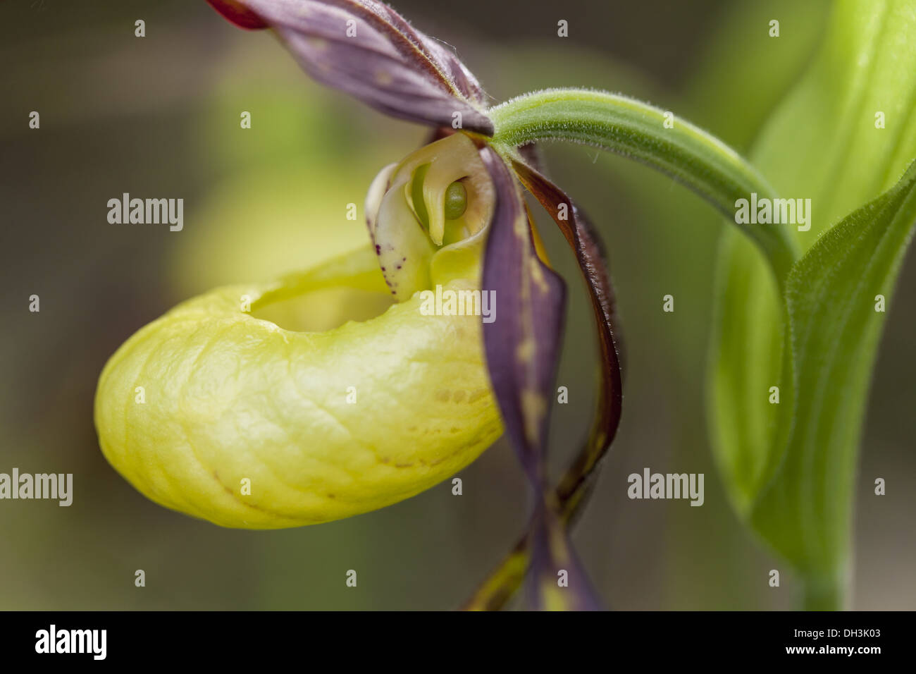 Yellow Lady's Slipper (Cypripedium calceolus) Stock Photo