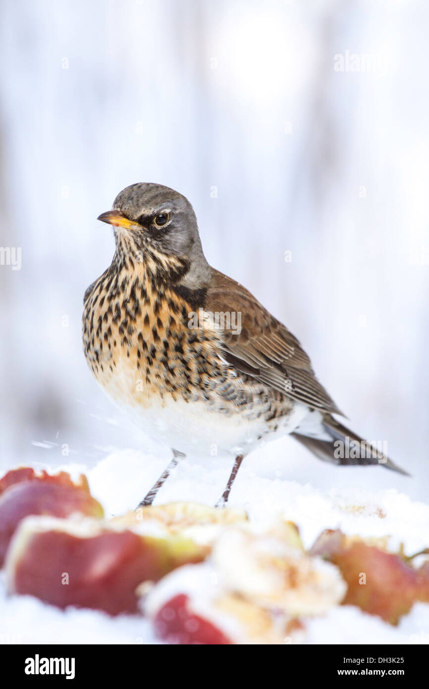 Fieldfare in snow covered orchard, England, UK Stock Photo