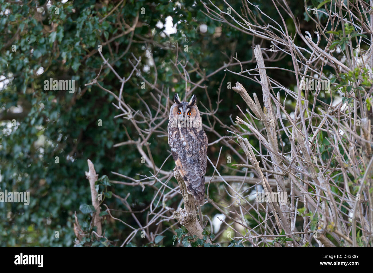 Long-Eared Owl (Asio otus) Stock Photo