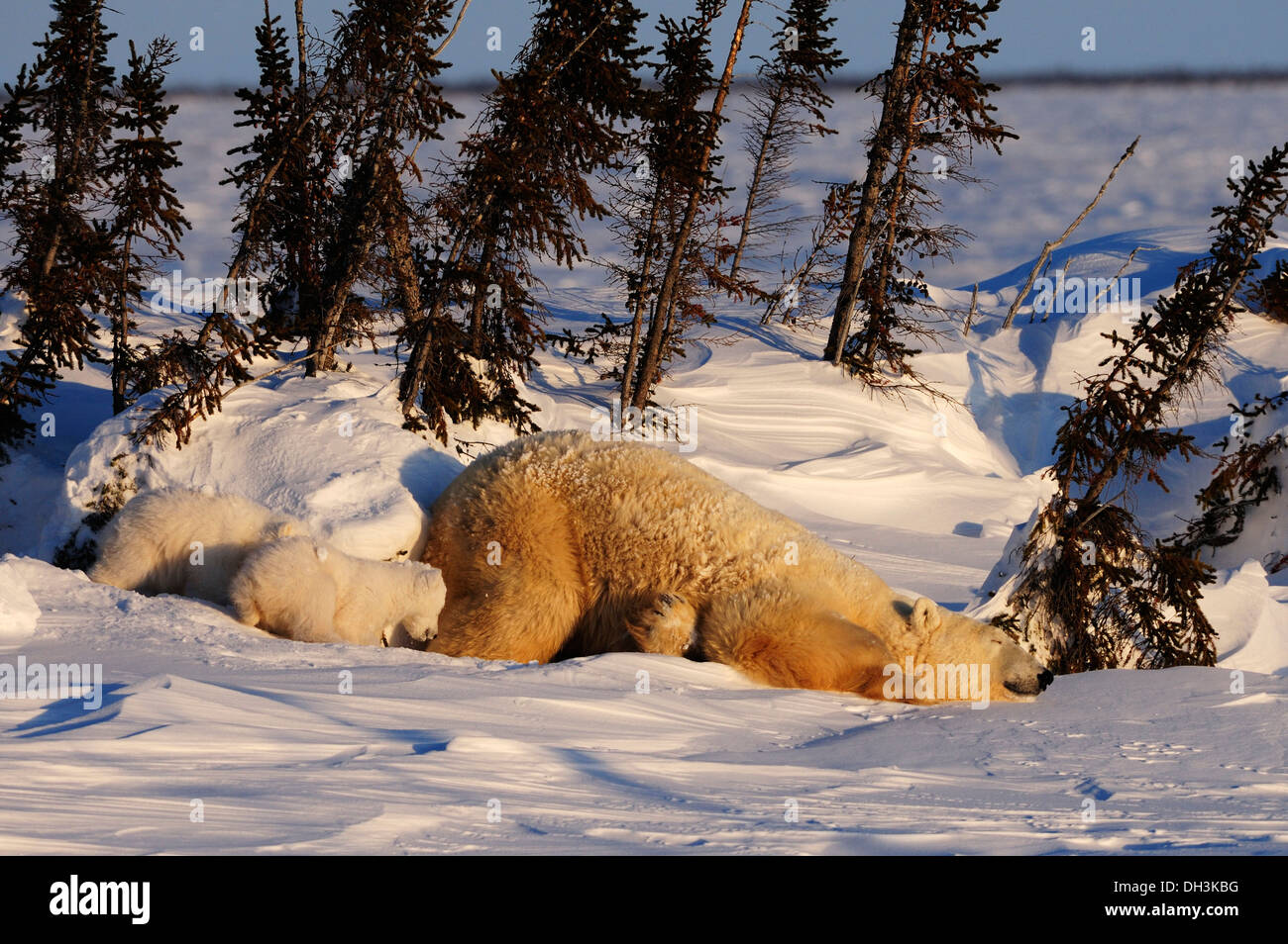 Polar bear sow (Ursus maritimus) with cubs enjoying the evening sun, lying behind a row of trees sheltered from the wind Stock Photo
