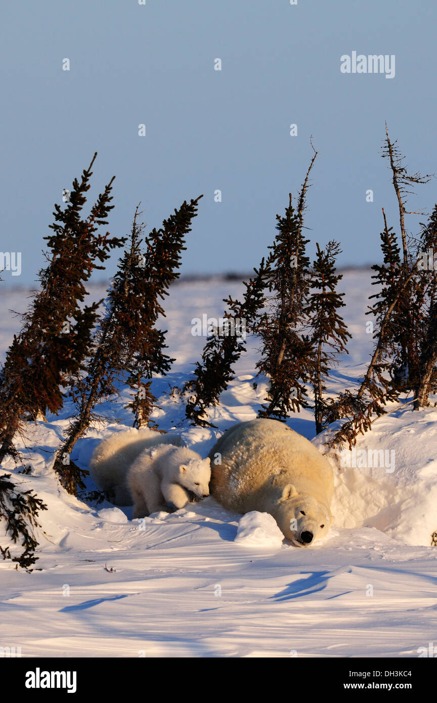 Polar bear sow (Ursus maritimus) with cubs enjoying the evening sun, lying behind a row of trees sheltered from the wind Stock Photo