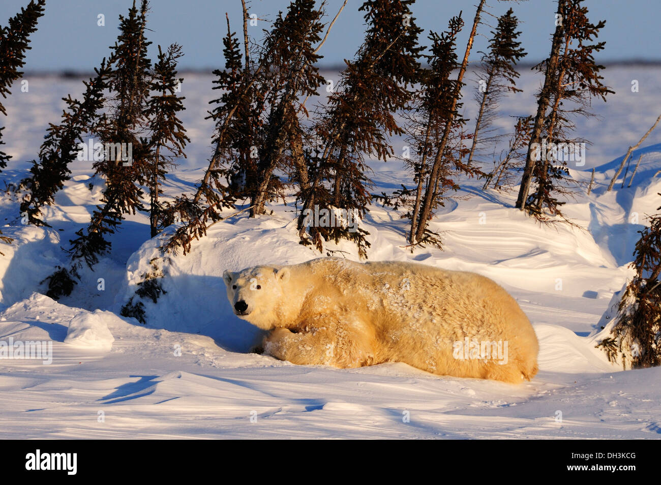 Polar bear sow (Ursus maritimus) enjoying the evening sun, lying behind a row of trees sheltered from the wind Stock Photo