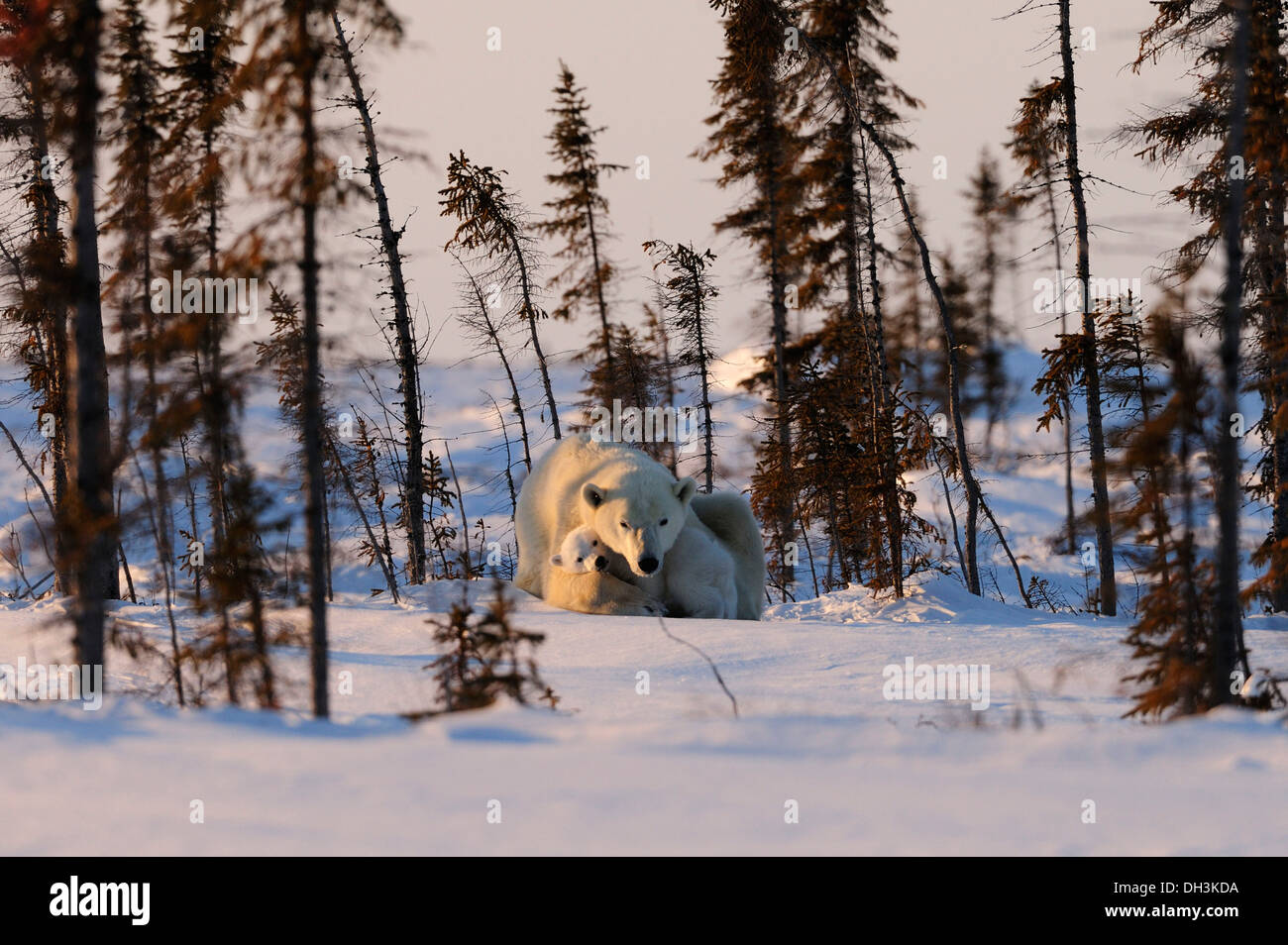 Polar bear sow (Ursus maritimus) with cubs sitting among trees to be sheltered from the cold wind in the Arctic Stock Photo