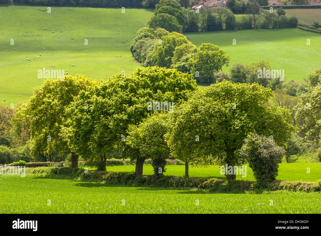 Summer hedgerows, Shropshire, England, UK Stock Photo