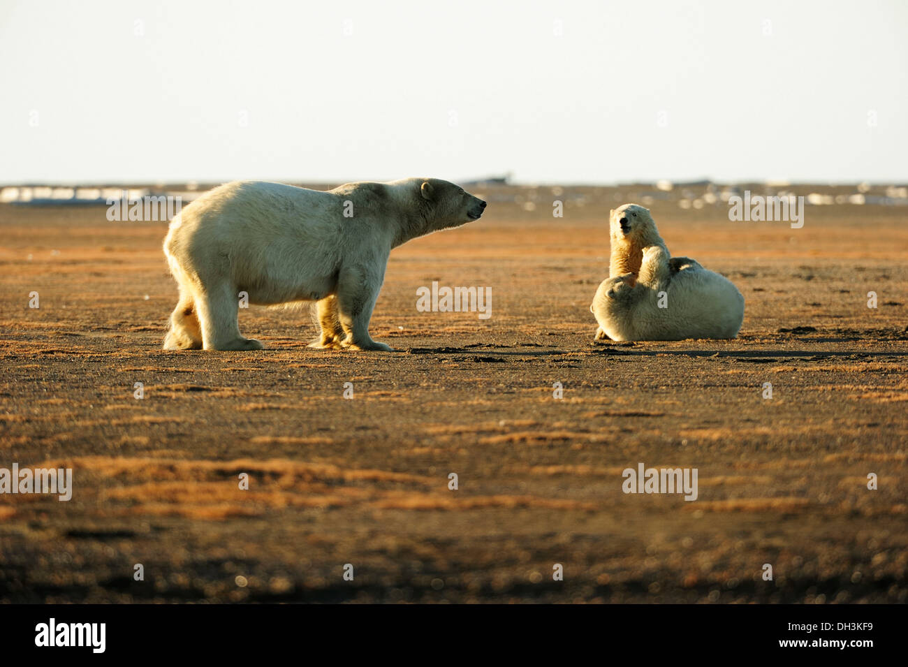 Two young polar bears (Ursus maritimus) play fighting with each other with their mother watching, Kaktovik, North Slope region Stock Photo