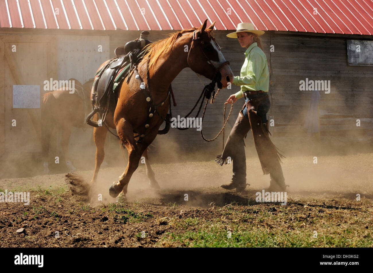 Bucking horse being held on the reins by a cowgirl in a paddock on the prairie, Saskatchewan Province, Canada Stock Photo