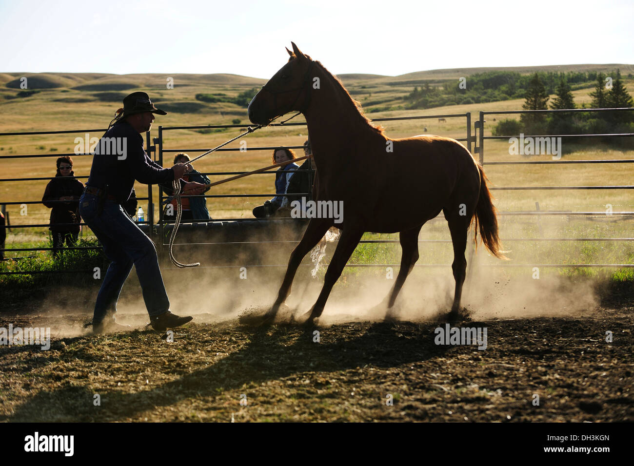 Wild horse being tamed by a cowboy in a paddock on the prairie