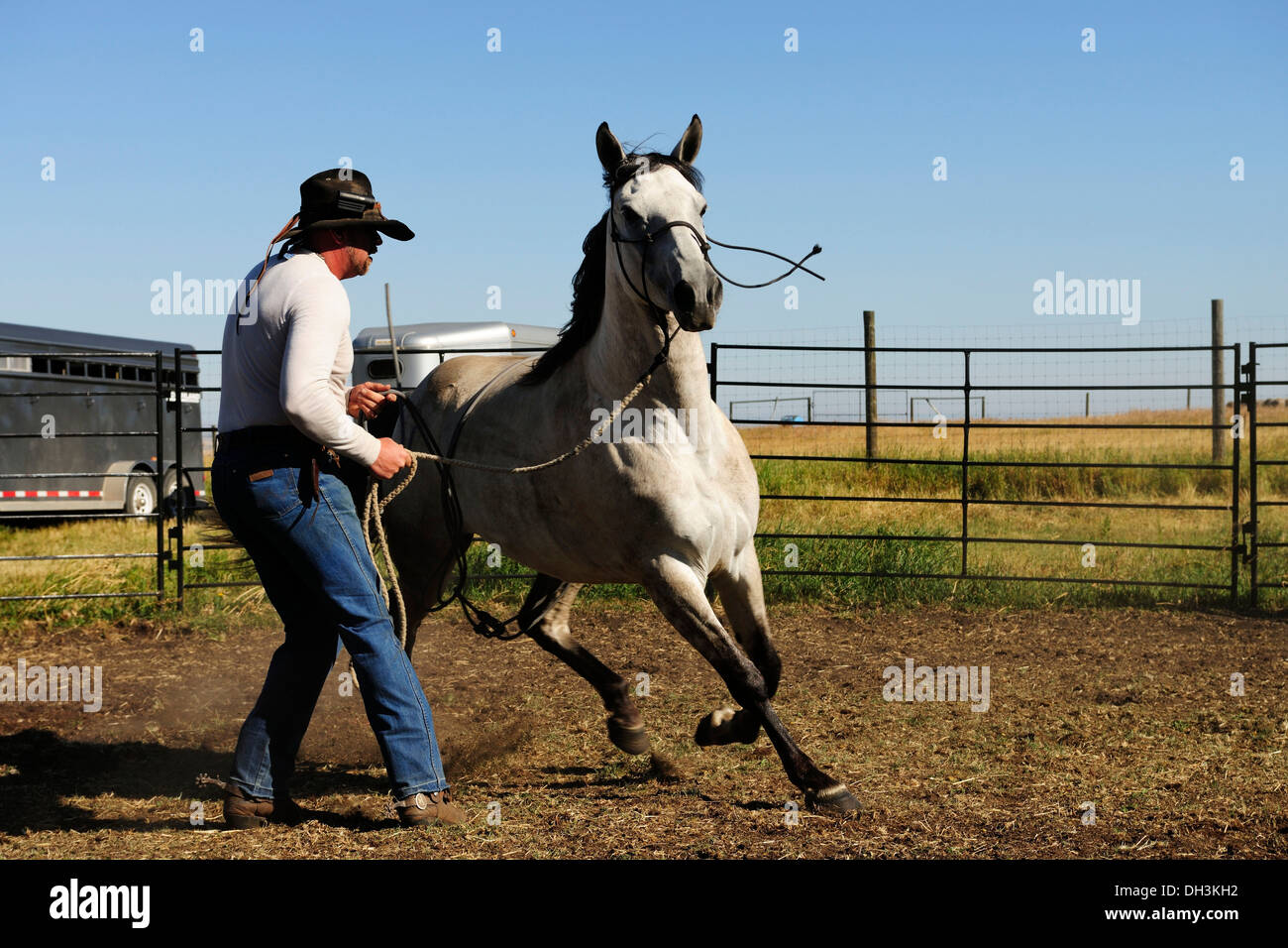 Bucking horse being heldby the reins by a cowboy in a paddock on the prairie, Saskatchewan Province, Canada Stock Photo