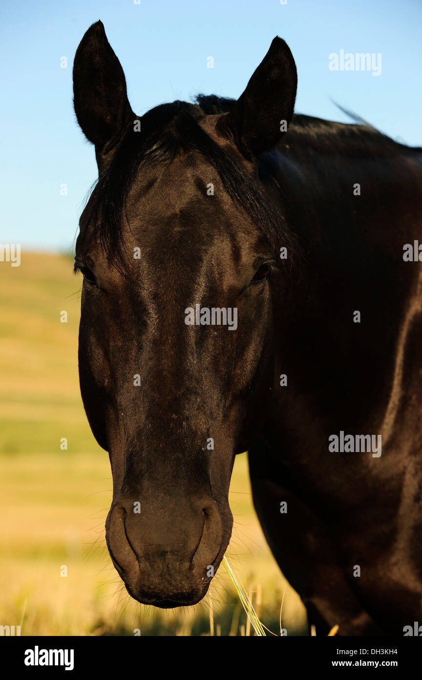 Black horse portrait hi-res stock photography and images - Alamy