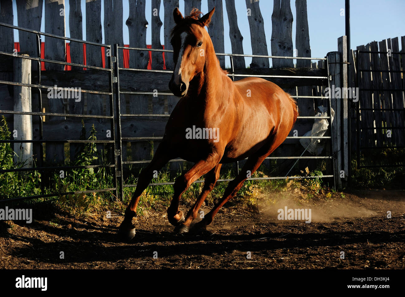 Horse galloping around a paddock, Saskatchewan Province, Canada Stock Photo