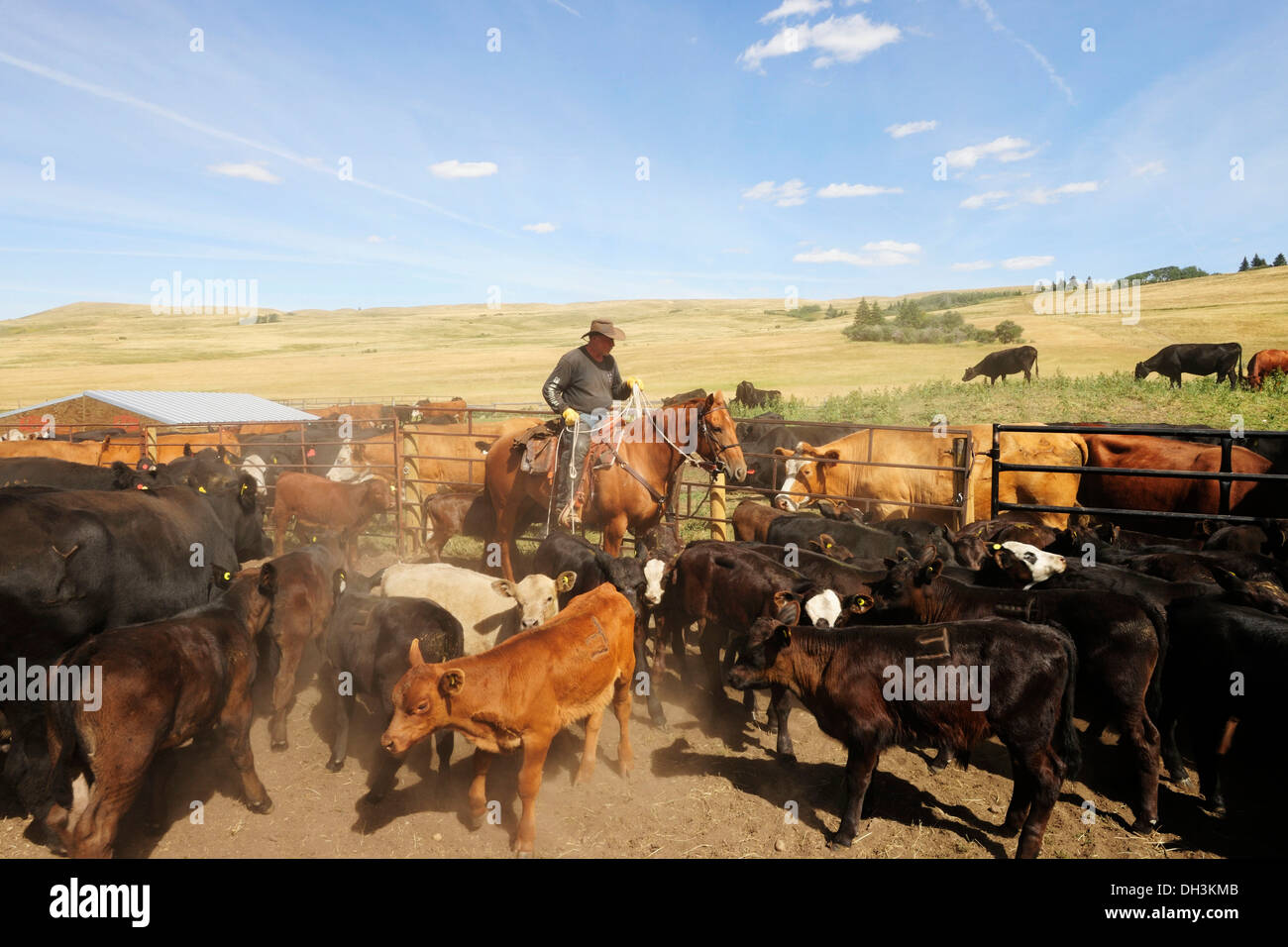 Cowboy on a horse capturing cattle in the paddock with a lasso so that they can be branded, Cypress Hills, Saskatchewan Province Stock Photo