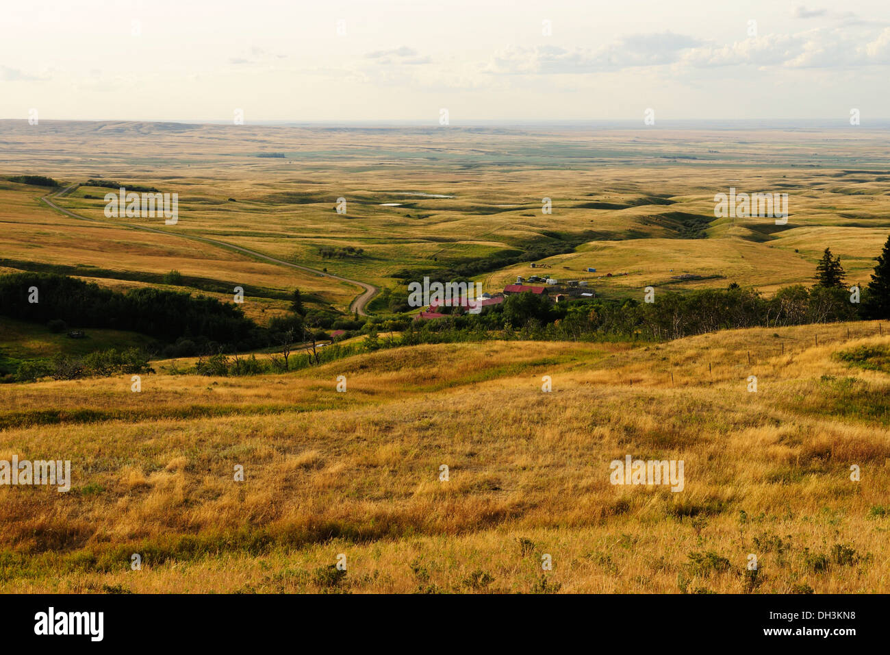 Hilly landscape of the prairie with a cattle ranch, Cypress Hills, Saskatchewan Province, Canada Stock Photo