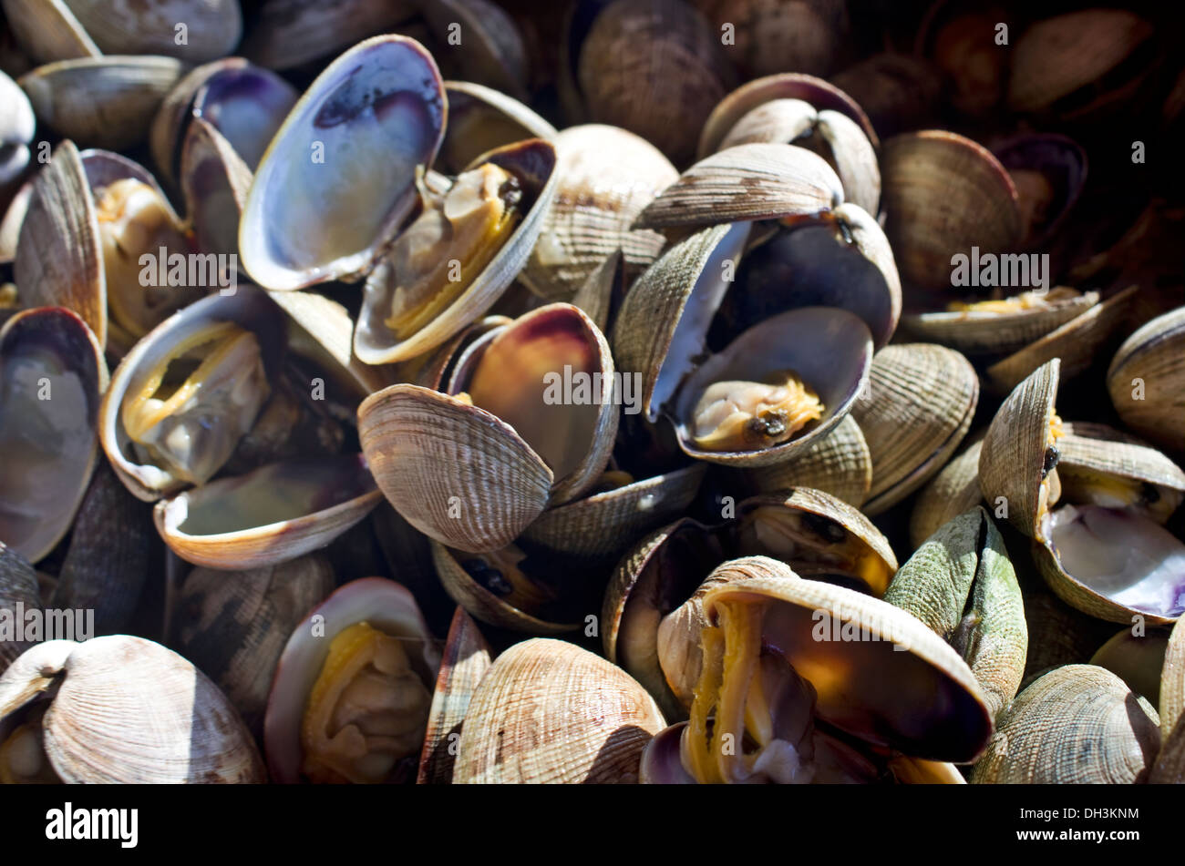 Butter clams from the Puget Sound Washington Stock Photo Alamy