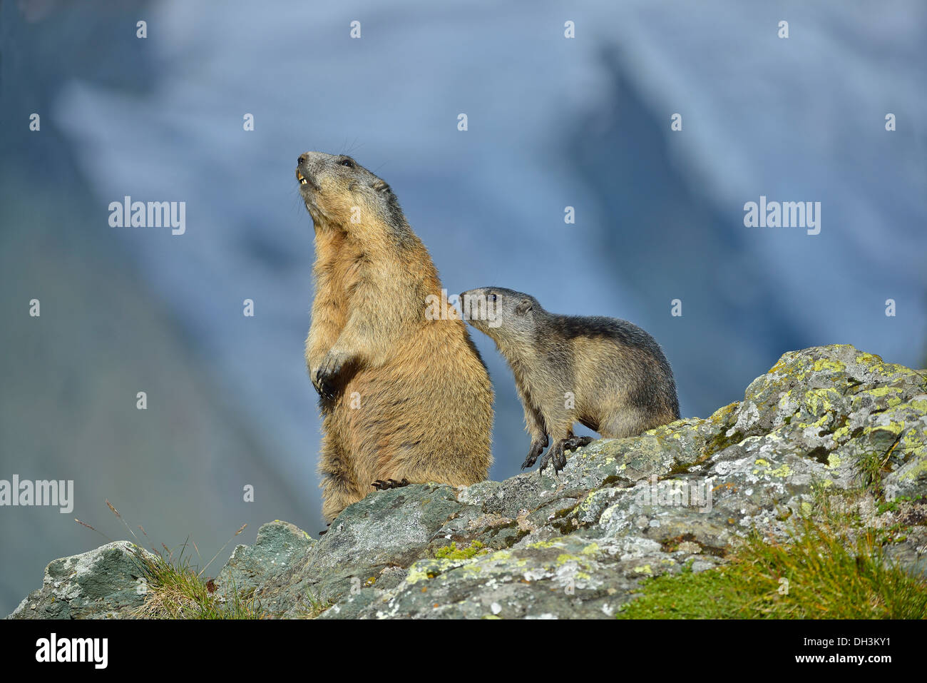 Marmots (Marmota marmota), Hohe Tauern National Park, Austria, Europe Stock Photo