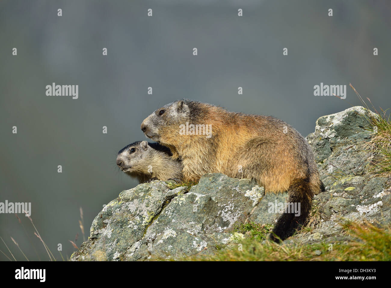 Marmots (Marmota marmota), Hohe Tauern National Park, Austria, Europe Stock Photo