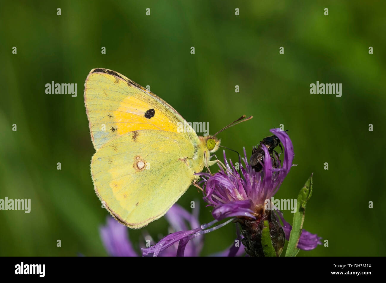 Pale Clouded Yellow (Colias hyale), Austria Stock Photo
