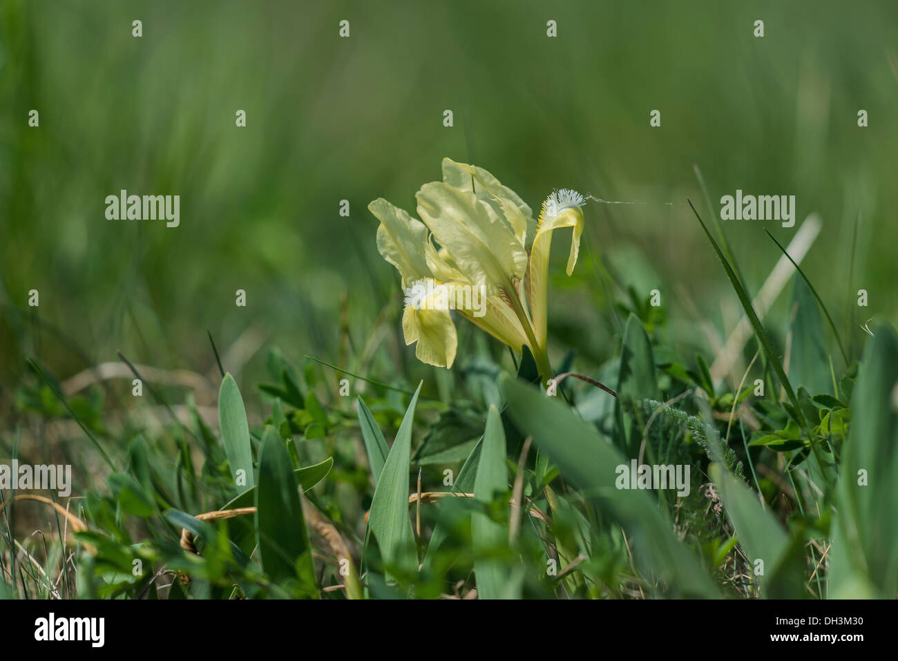Iris species (Iris pumila), Austria Stock Photo