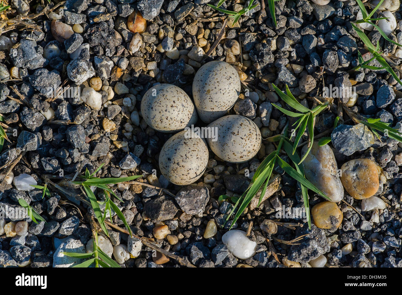 Clutch of eggs of a Little Ringed Plover (Charadrius dubius), Austria Stock Photo