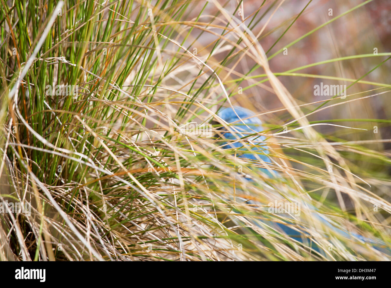 Florida scrub jay forages for food in the rapidly disappearing scrub environment of Central Florida. These birds are found only Stock Photo