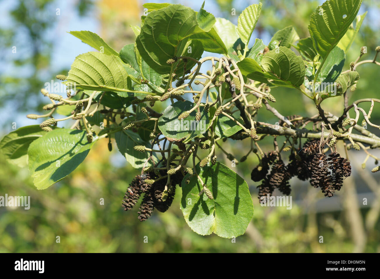 Black alder fruit hires stock photography and images Alamy