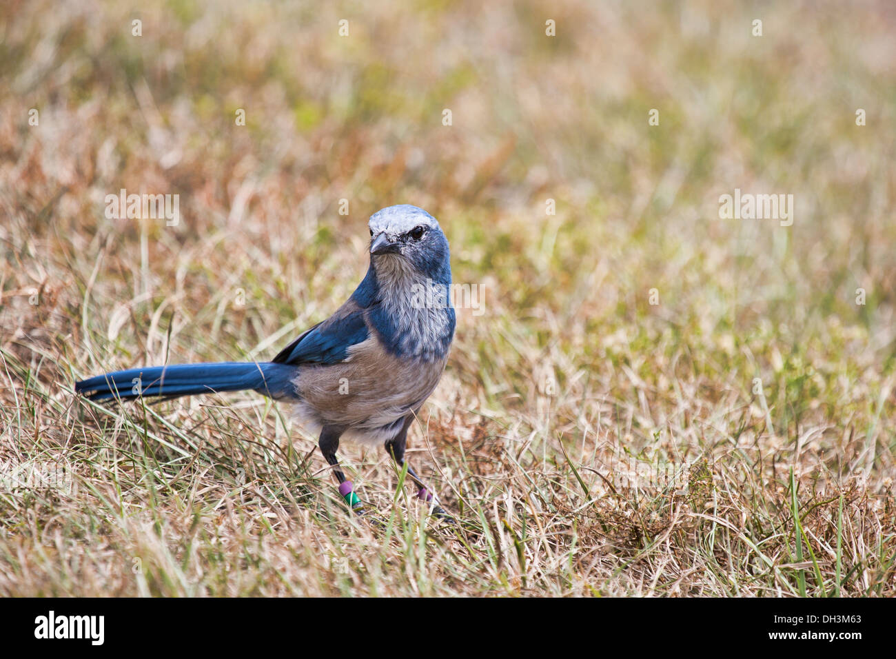 Florida scrub jay forages for food in the rapidly disappearing scrub environment of Central Florida. These birds are found only Stock Photo