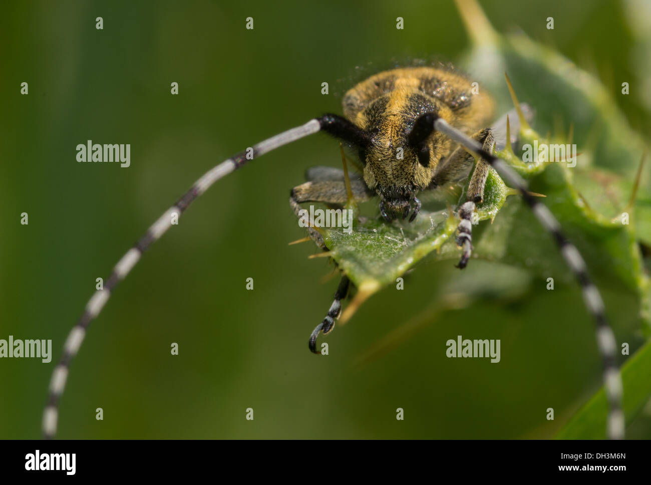 Golden-bloomed Grey Longhorn beetle Agapanthia villososviridescens Stock Photo