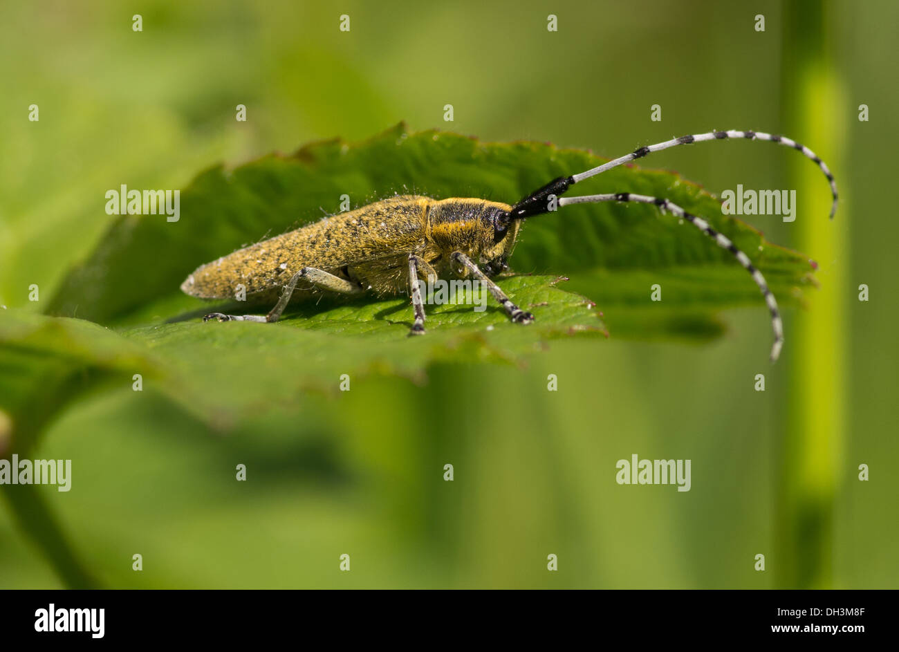 Golden-bloomed Grey Longhorn beetle Agapanthia villososviridescens Stock Photo