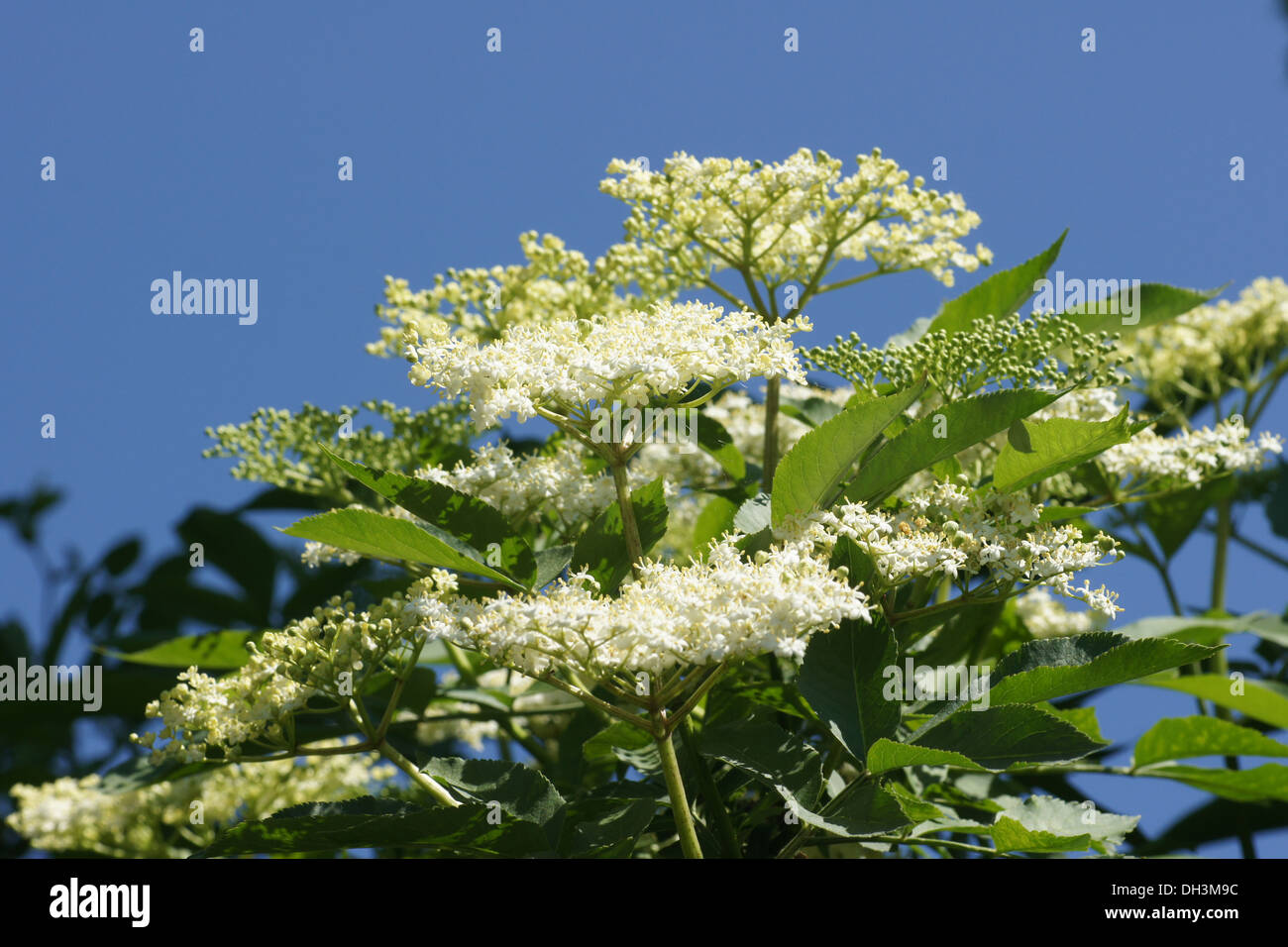 Holunder ernte hi-res stock photography and images - Alamy