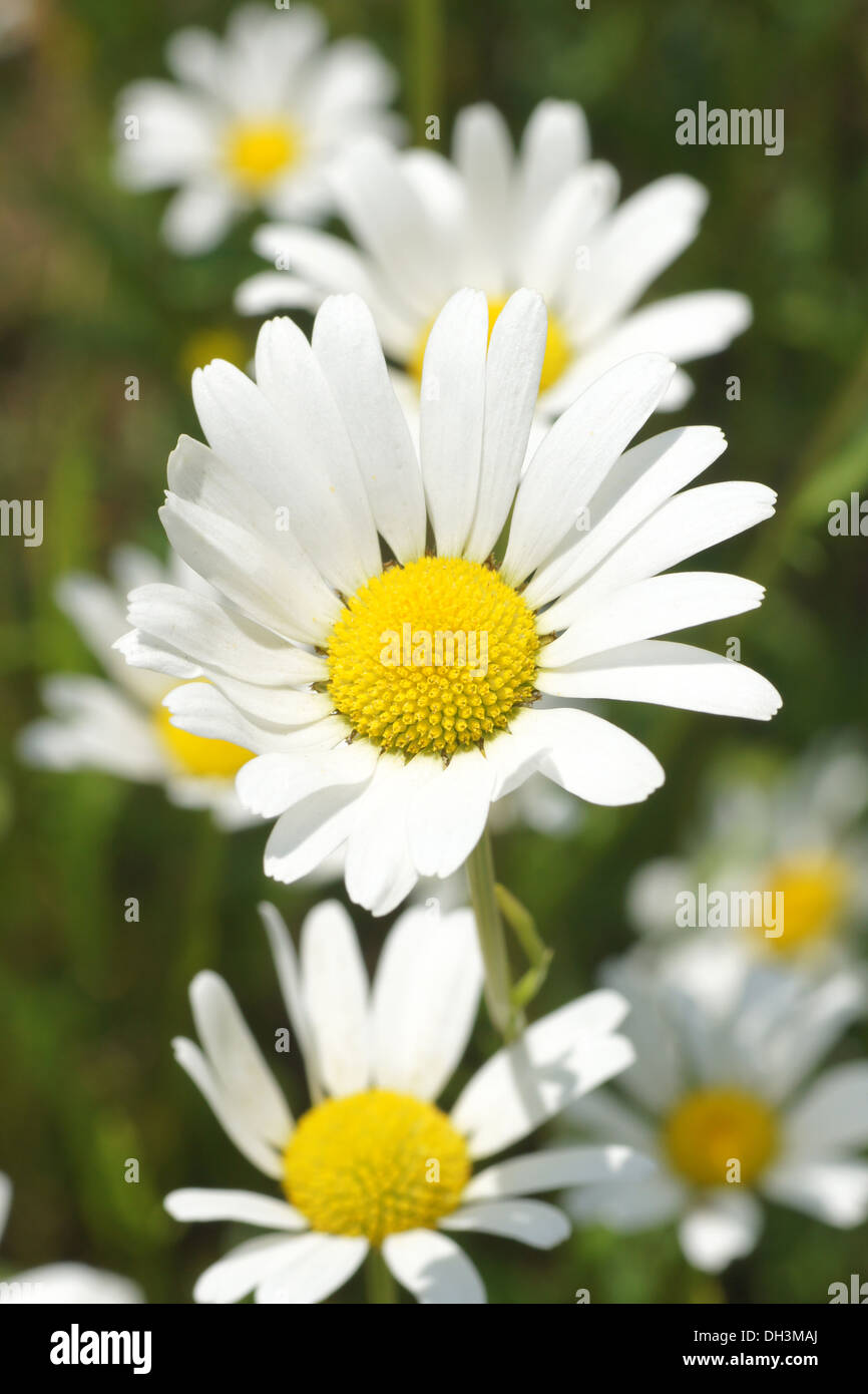 Marguerites Stock Photo