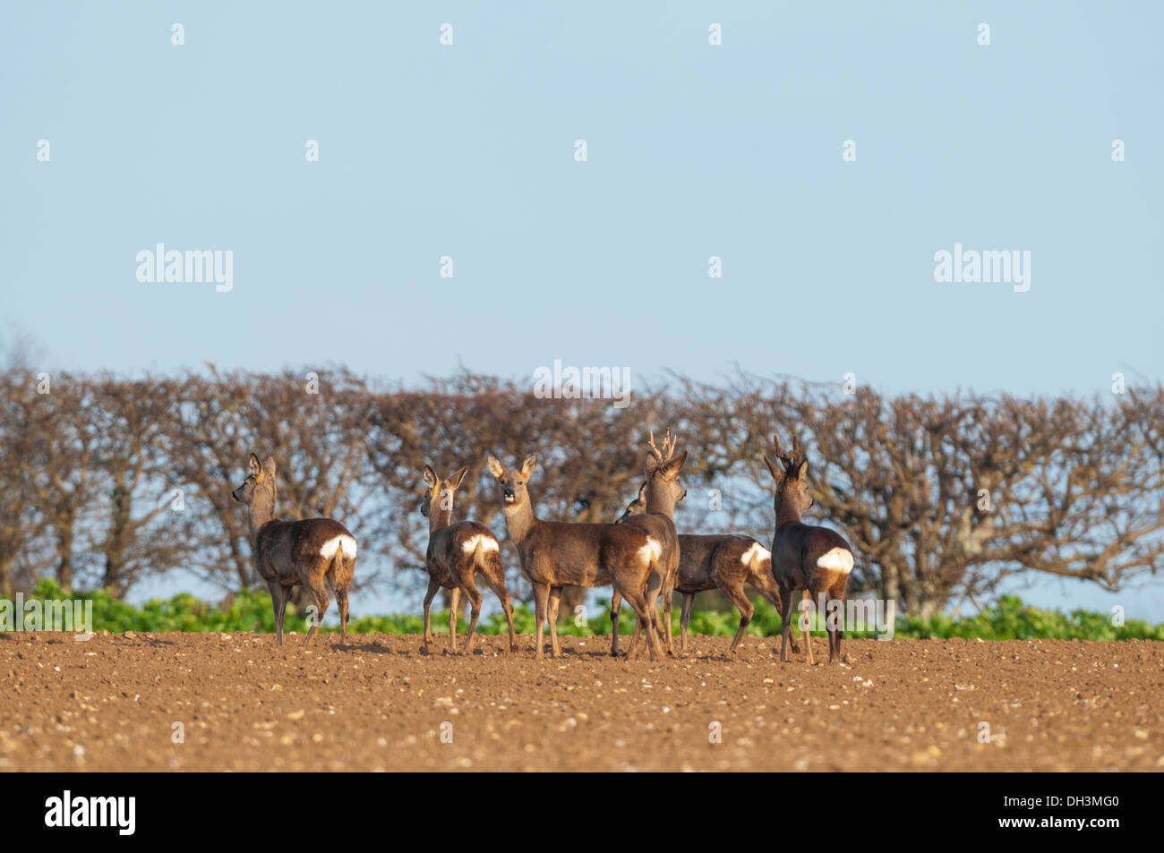 Group of roe deer hi-res stock photography and images - Alamy