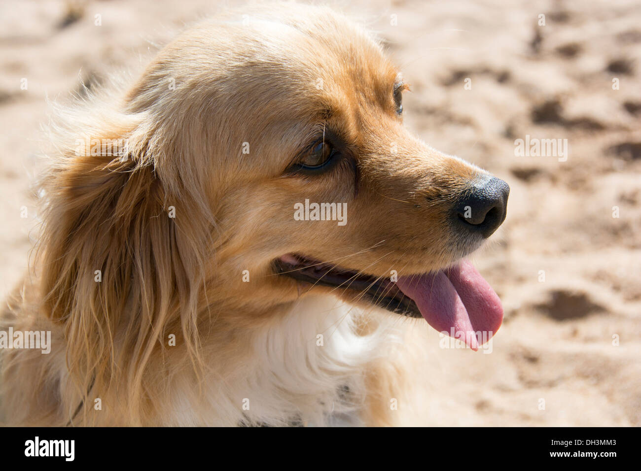 Dachshund spaniel hi res stock photography and images Alamy