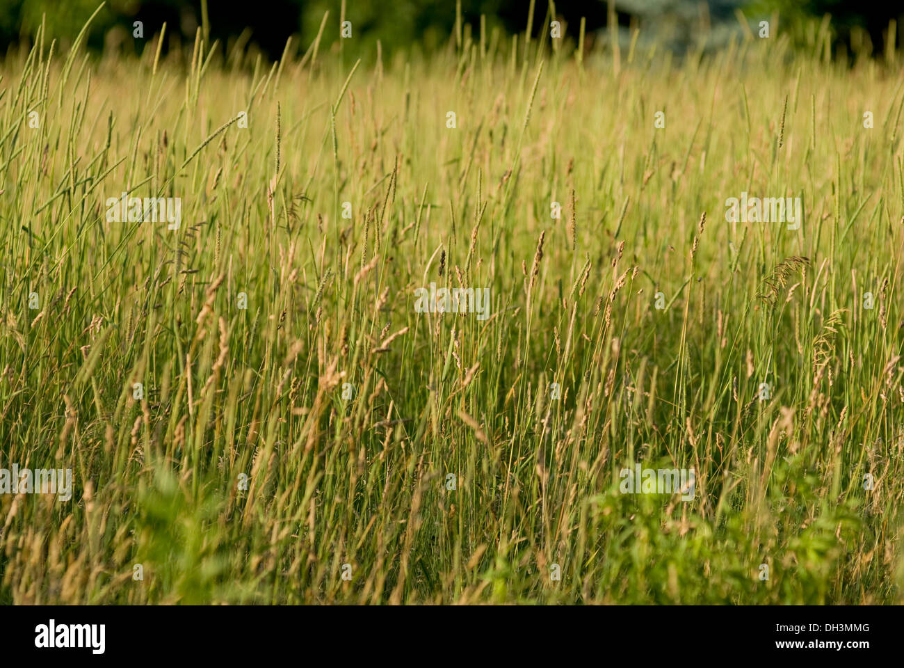 Tall stalks of grass hi-res stock photography and images - Alamy