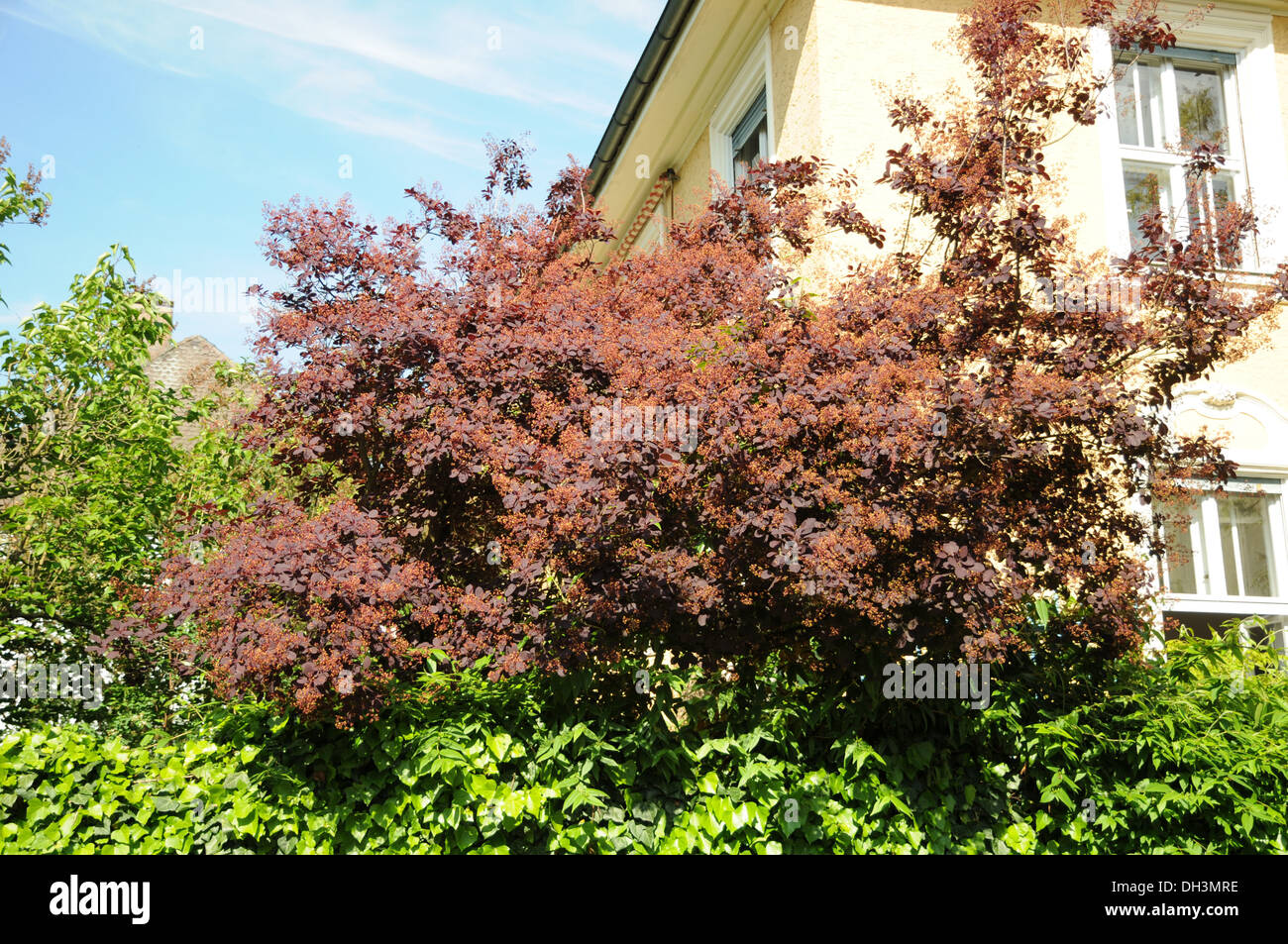 Cotinus smoke bush tree hires stock photography and images Alamy