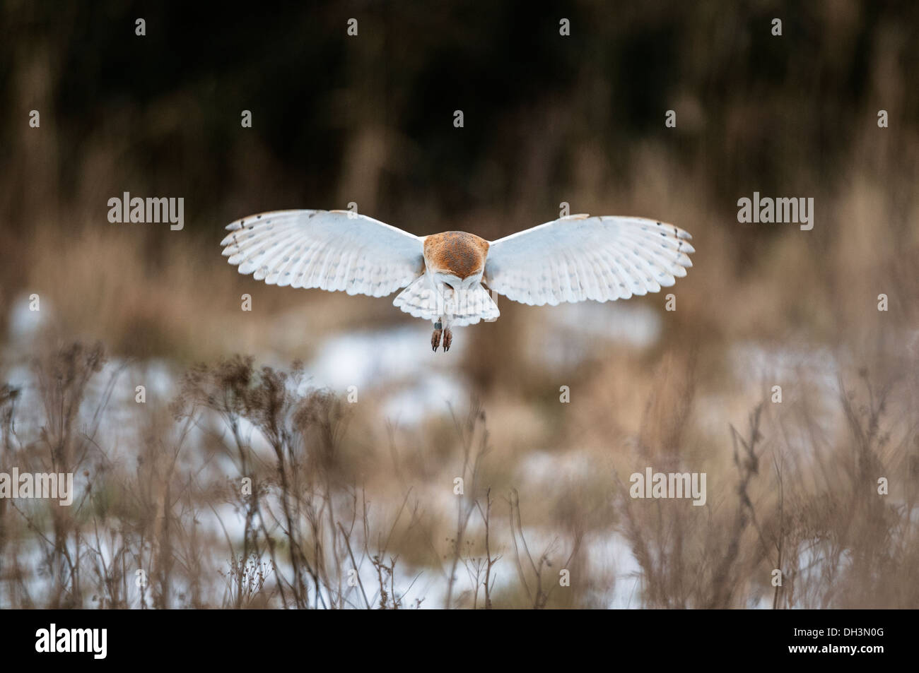 Barn Owl, (tyto alba), hovering over snowy pasture Stock Photo
