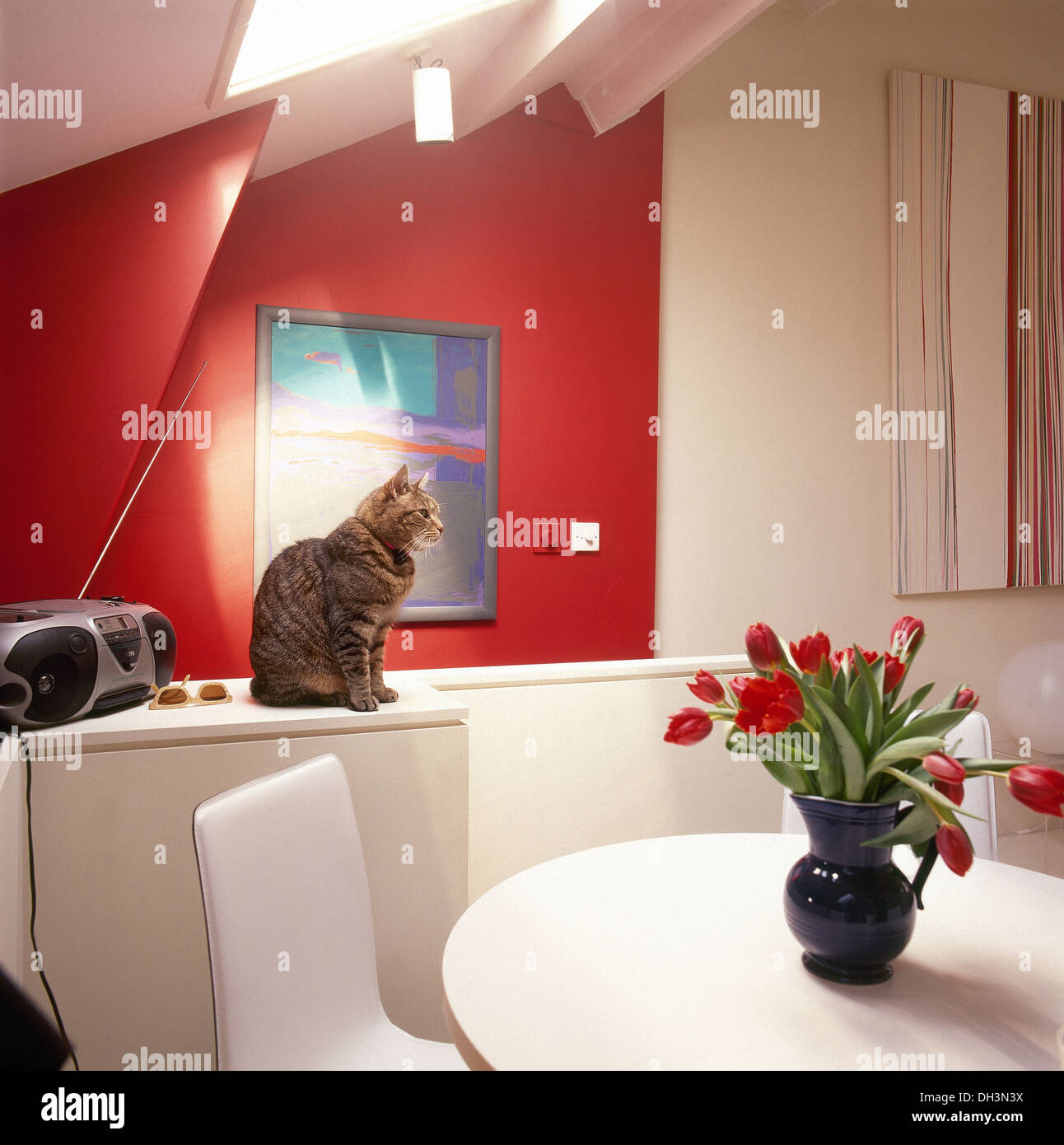 Cat sitting beside radio on worktop in modern loft conversion dining room with jug of red tulips on white dining table Stock Photo
