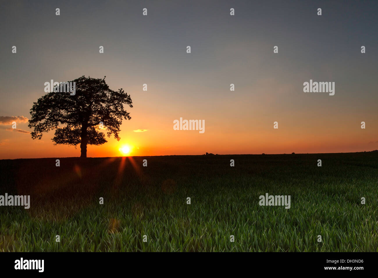 Wheat field oak tree hi-res stock photography and images - Alamy