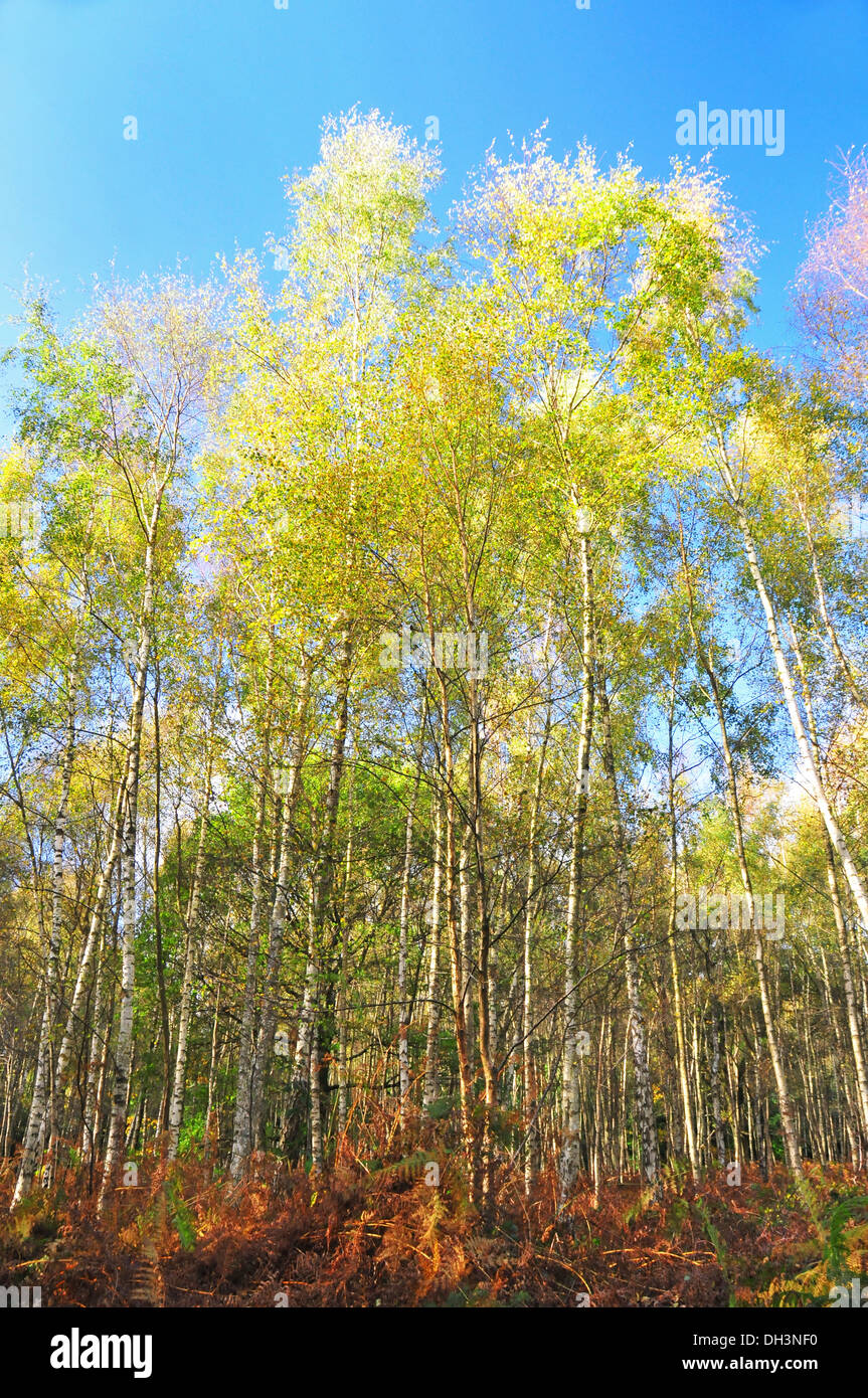 Woods woodland trees hi-res stock photography and images - Alamy