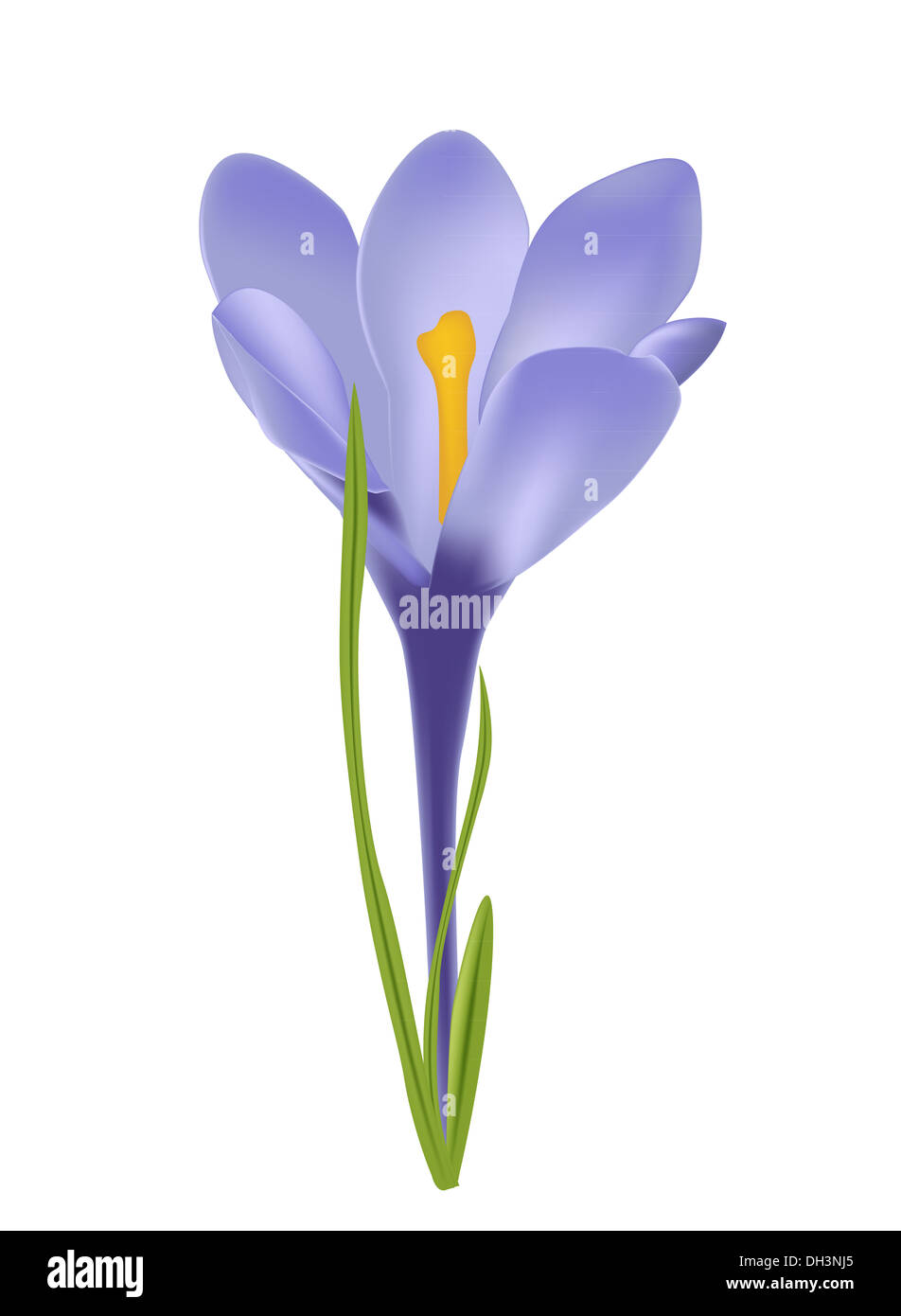 Vector illustration of crocus flower Stock Photo - Alamy
