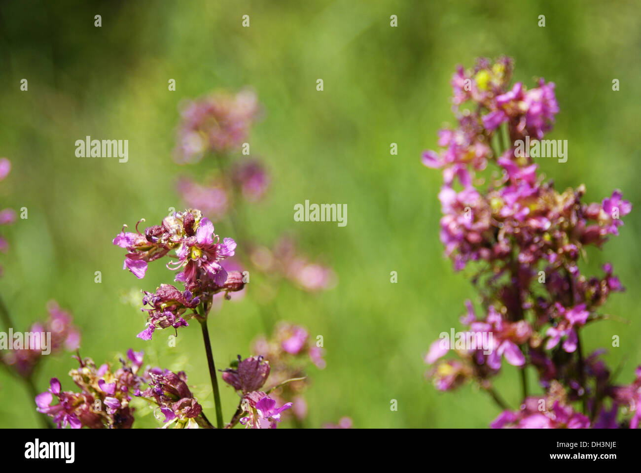 Little purple wild flowers in the forest Stock Photo - Alamy