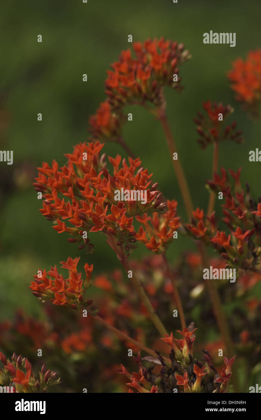 Red wildflowers Stock Photo - Alamy
