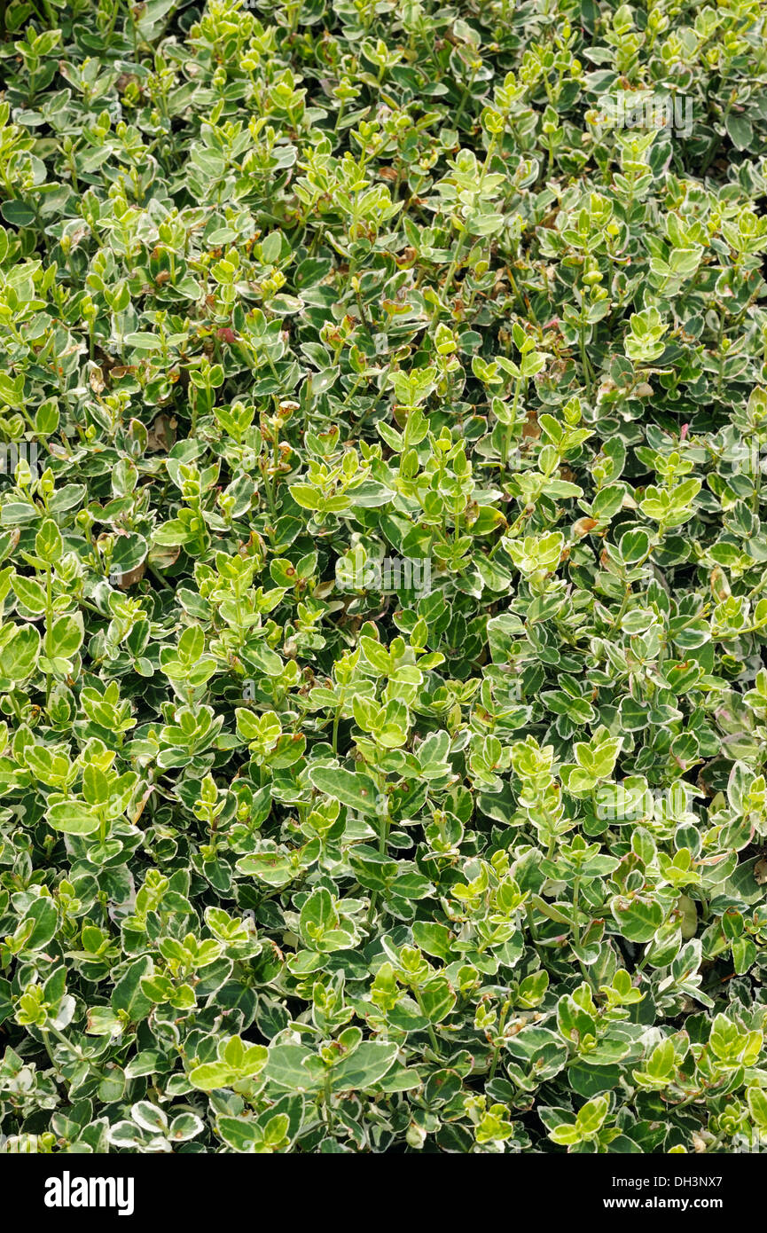 Euonymus emerald gaiety Stock Photo