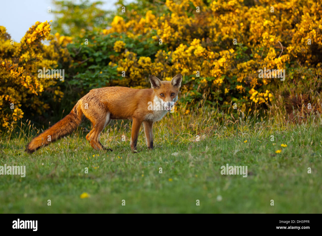 Red fox (Vulpes vulpes) adult vixen Stock Photo