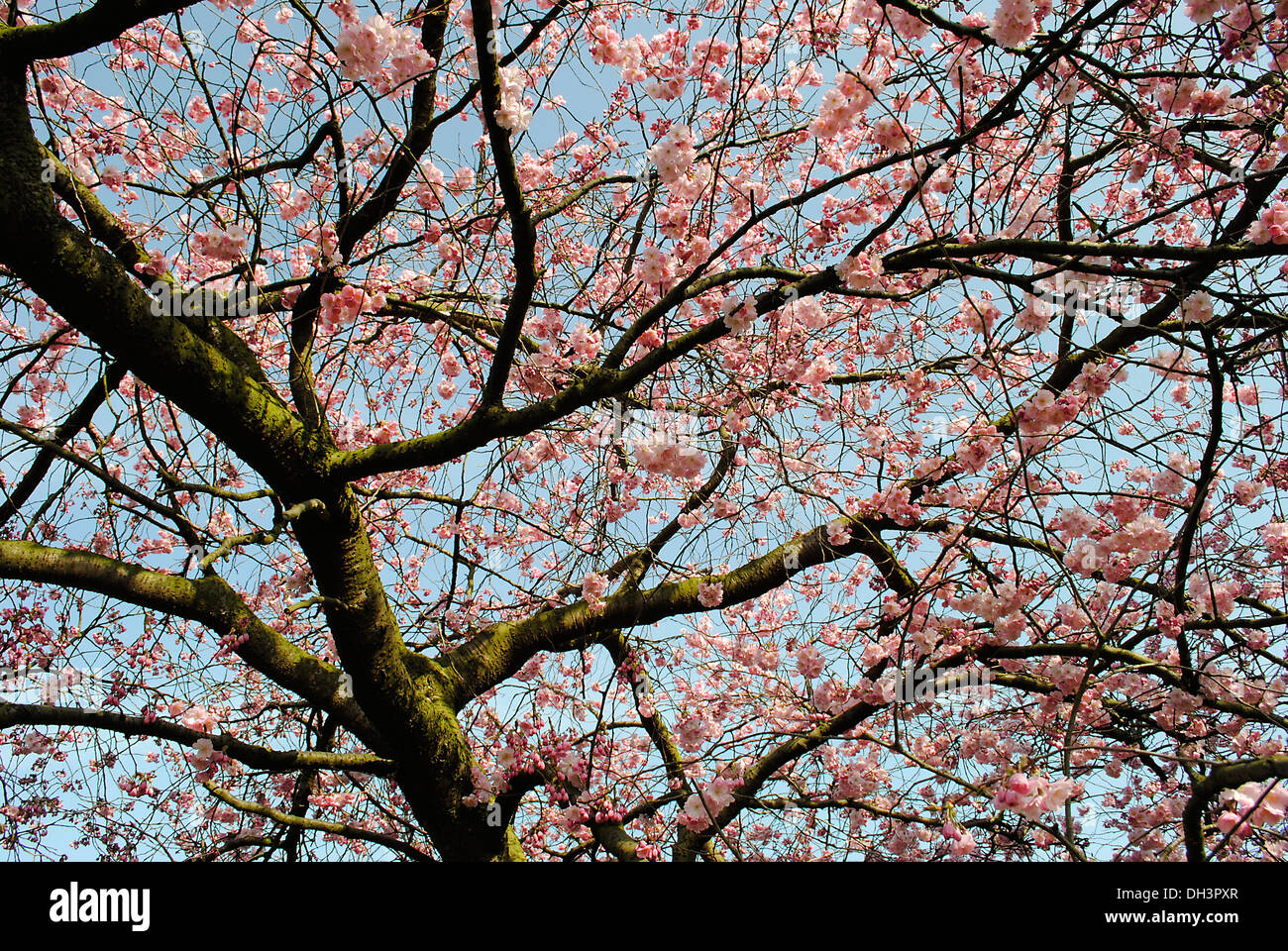 Prunos Tree Prunus flowering cherry tree Stock Photo - Alamy