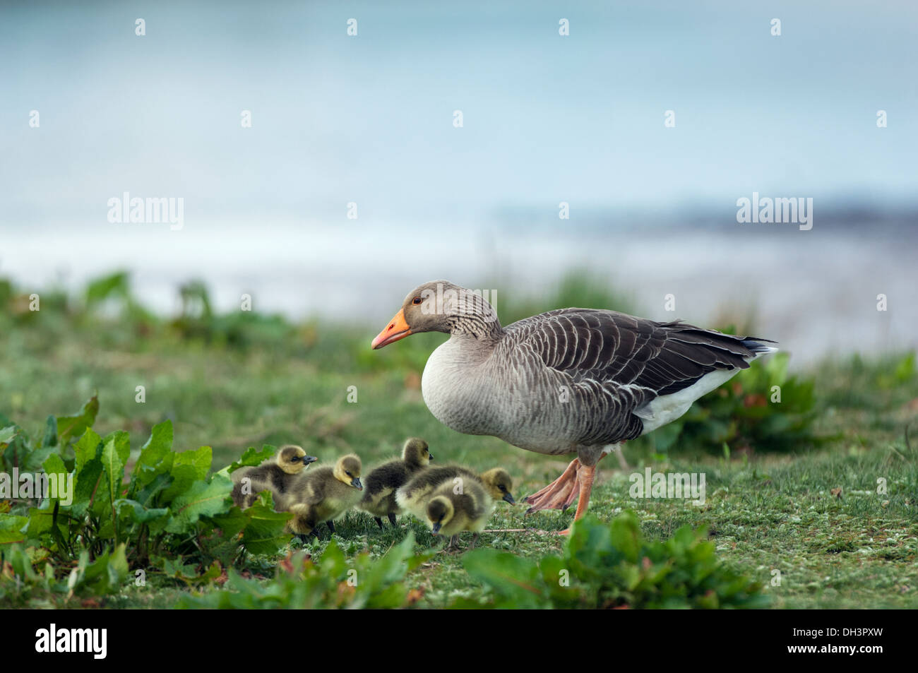 Greylag Goose, Anser anser, with Goslings Stock Photo