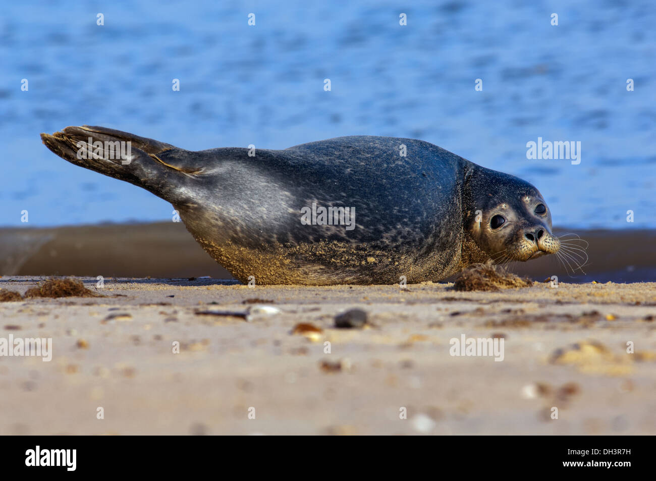 The harbor (or harbour) seal (Phoca vitulina), also known as the common seal. Stock Photo